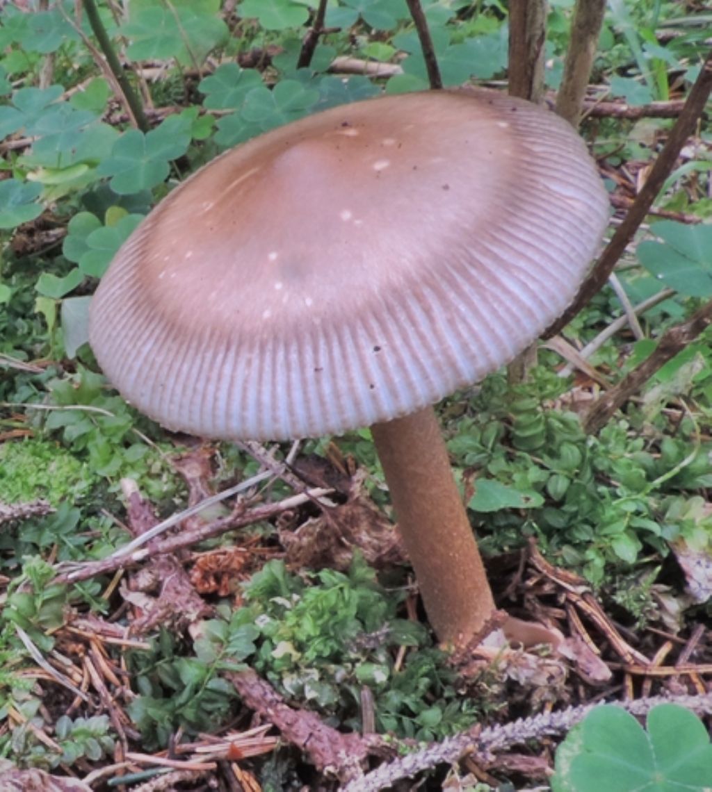 Amanita da id.